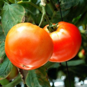 (특호)철원 김화민들레 토마토 5kg