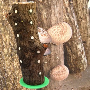집에서 키우는 참나무 표고버섯(30cm)